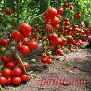 Как угодить помидорам
