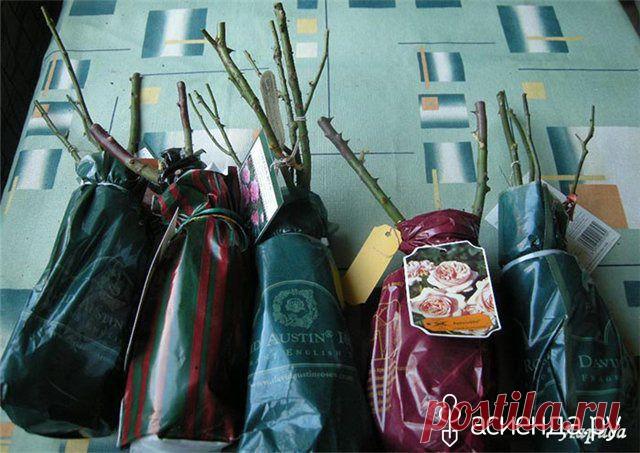 ПОКУПАЕМ РОЗЫ И СОХРАНЯЕМ ИХ ДО ПОСАДКИ: Группа Практикум садовода и огородника