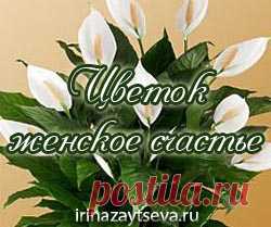 Спатифиллум. Цветок Женское счастье | Блог Ирины Зайцевой
