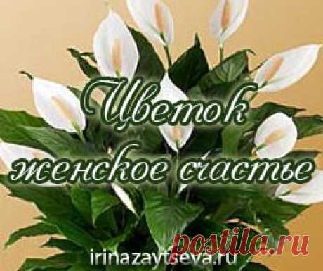 Спатифиллум. Цветок Женское счастье | Блог Ирины Зайцевой