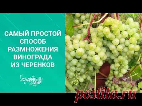 Самый простой способ размножения винограда из черенков