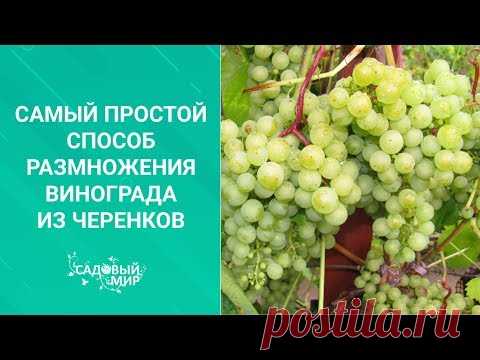 Самый простой способ размножения винограда из черенков