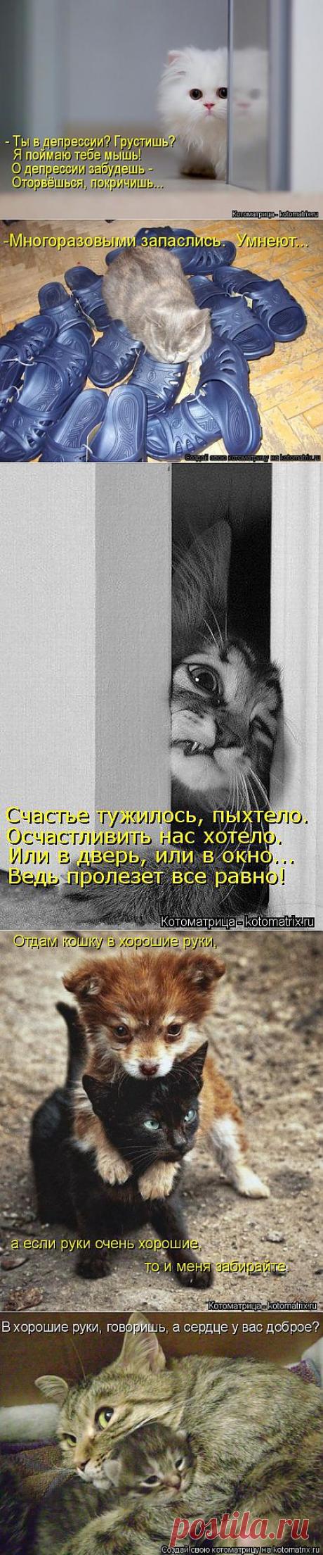 (+1) тема - Котейки и не только | ОБОРЖАКА ;)