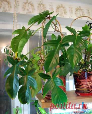 Филодендрон Philodendron - Растения с листьями декоративными приобрести ...