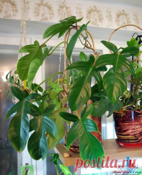 Филодендрон Philodendron - Растения с листьями декоративными приобрести для дома хотим мы - Форум-Град