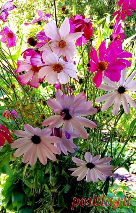 ༺🌸༻Доброе утро ,Мир!!! Солнышка  и теплоты в Ваш день !!!:)