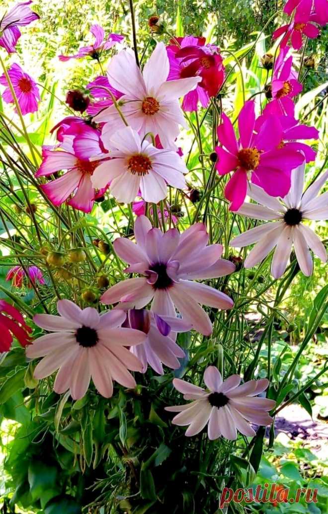 ༺🌸༻Доброе утро ,Мир!!! Солнышка  и теплоты в Ваш день !!!:)