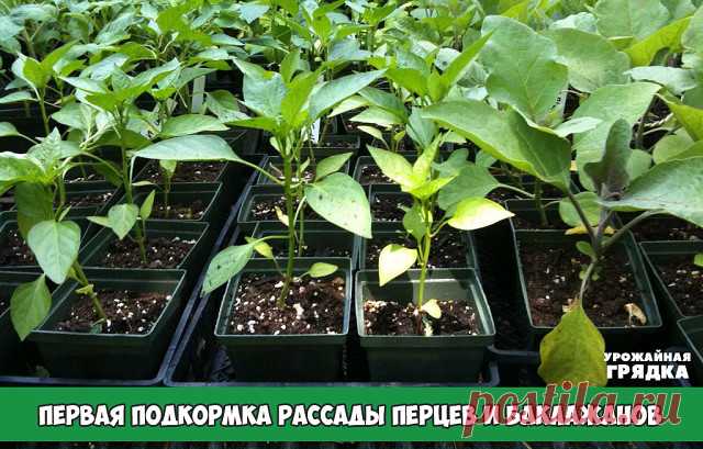 Первая подкормка рассады перцев и баклажанов. 6 вариантов.

Для интенсивного роста и приобретения иммунитета ко многим болезням в первый раз перцы и баклажаны подкармливают азотно-калийным удобрением. 

Вариант 1. Калийная селитра. На 10 литров 30 грамм. 

Вариант 2. “Кемира-Люкс”. На 10 литров воды 20-30 грамм удобрения. 

Вариант 3. Смесь удобрений для перцев и баклажанов. В 10 литрах воды разводится 30 грамм фоскамида и 10-15 грамм суперфосфата. 

Вариант 4. Смесь удобр...