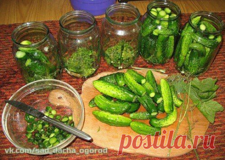 Блиц-рецепт ″малосольных″ огурцов.