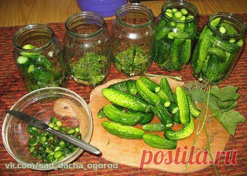 Блиц-рецепт ″малосольных″ огурцов.