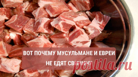 Вот почему евреи и мусульмане не употребляют в пищу мясо свиньи! — Полезные советы