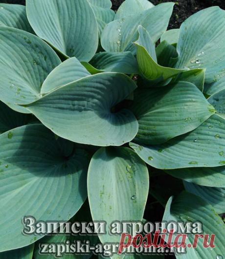 Как ухаживать за хостой • zapiski-agronoma.ru