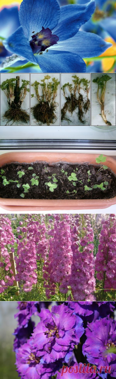 Дельфиниум - посадка и уход, фото разных сортов дельфиниума