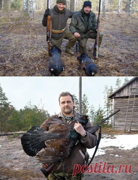 Сложности охоты на глухаря