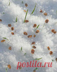 Что такое яровизация семян | Для дачников.ру