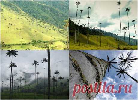 (+1) тема - Долина Кокора | НАУКА И ЖИЗНЬ