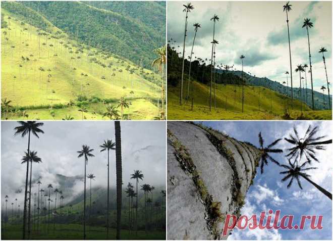 (+1) тема - Долина Кокора | НАУКА И ЖИЗНЬ