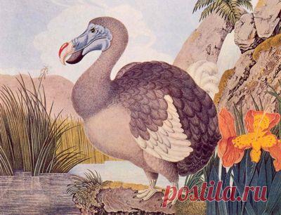 птица додо алиса в стране чудес: 4 тыс изображений найдено в Яндекс.Картинках