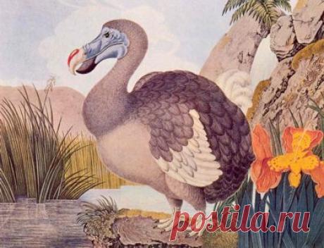 птица додо алиса в стране чудес: 4 тыс изображений найдено в Яндекс.Картинках