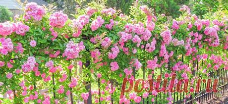 Правильный уход за плетистой розой: посадка, подкормки, обрезка | Полезные статьи на блоге Беккер