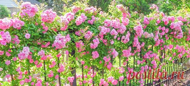 Правильный уход за плетистой розой: посадка, подкормки, обрезка | Полезные статьи на блоге Беккер