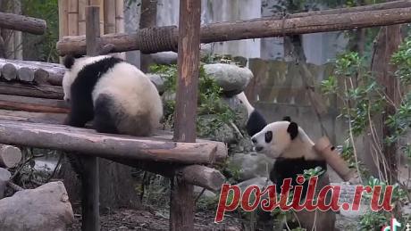 Медвежата панды созданы для настроения) Такие потешные ))
