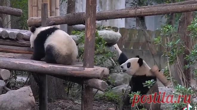 Медвежата панды созданы для настроения) Такие потешные ))