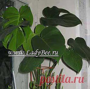 МОНСТЕРА (MONSTERA).
