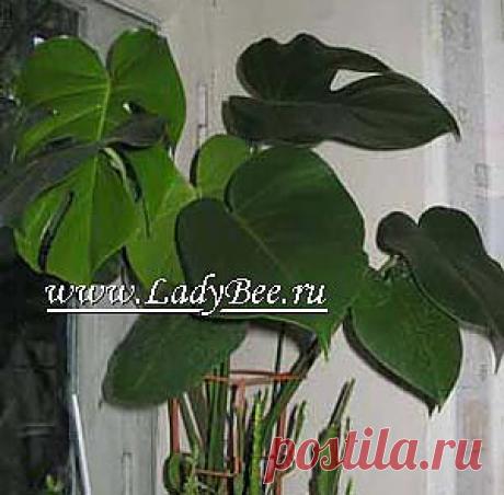 МОНСТЕРА (MONSTERA).