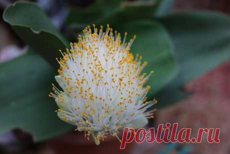 Гемантус: фото, советы и рекомендации по уходу | flori-da.ru