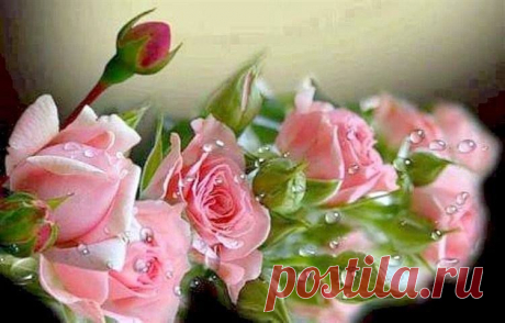 розы