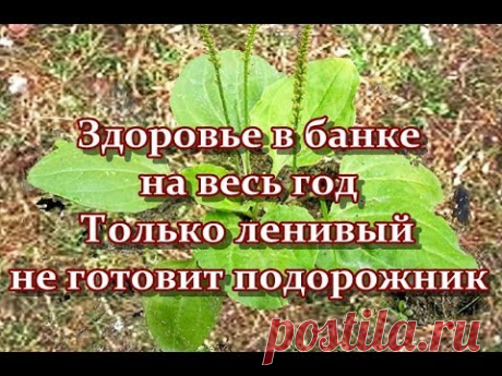 - Подорожник - стоматолог и не только! Только ленивый не готовит подорожник -