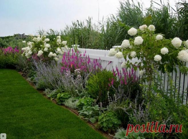 3 растения, которые сильно расползаются — хорошее решение закрыть проплешины около забора | Рекомендательная система Пульс Mail.ru