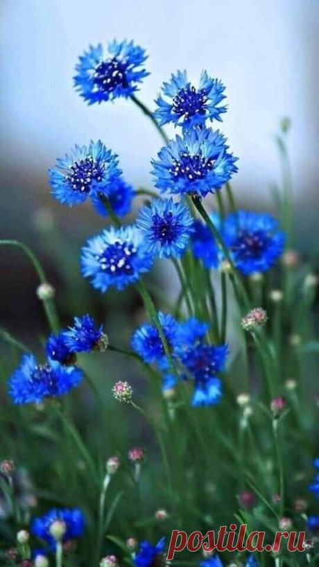 i (540×960)