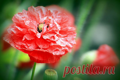 0_89081_56cc3497_XL.jpg (800×535)