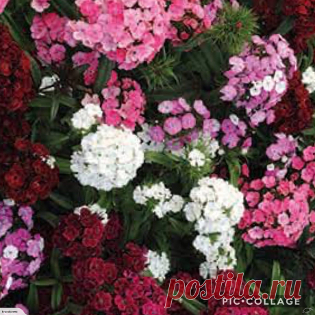 Dianthus barbatus Sweet William Gemstones Mix Seeds | Trade Me