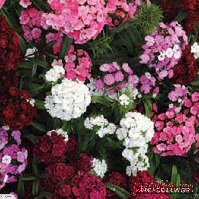 Dianthus barbatus Sweet William Gemstones Mix Seeds | Trade Me