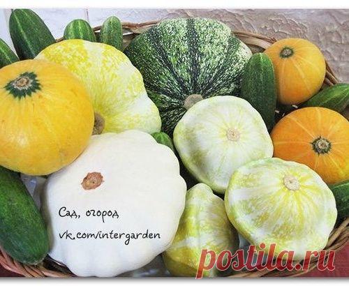 Три толстяка. Секреты выращивания кабачков, патиссонов и тыкв