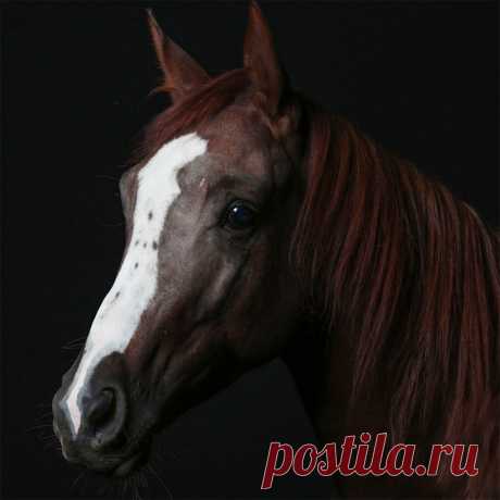 Чистосердечные портреты животных. Фотограф Роберт Бахоу