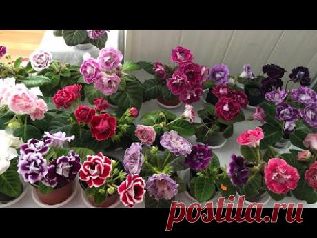 Каталог Глоксинии 2023