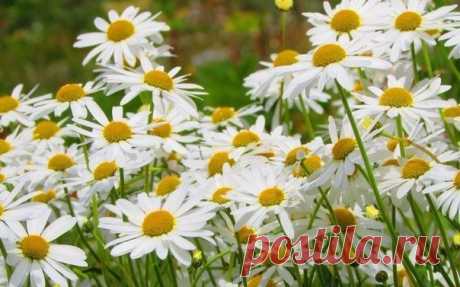 КАКОЙ СЕГОДНЯ ПРАЗДНИК? 25 Мая 2016 г. – Среда • Международный день пропавших детей (International Missing Children Day) 37 лет • День счастливого билетика • Всемирный день щитовидной железы 7 лет • День Африки (African Freedom Day) 53 года • День работников по пропаганде безопасности дорожного движения 84 года • День филолога • Праздник свободы причесок • День независимости - Иордания 70 лет • Именины у Германа, Ермогена, Дионисия, Епифания