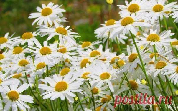 КАКОЙ СЕГОДНЯ ПРАЗДНИК? 25 Мая 2016 г. – Среда • Международный день пропавших детей (International Missing Children Day) 37 лет • День счастливого билетика • Всемирный день щитовидной железы 7 лет • День Африки (African Freedom Day) 53 года • День работников по пропаганде безопасности дорожного движения 84 года • День филолога • Праздник свободы причесок • День независимости - Иордания 70 лет • Именины у Германа, Ермогена, Дионисия, Епифания