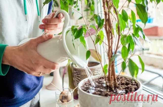 5 ошибок в поливе комнатных растений, из-за которых цветы чахнут и вянут