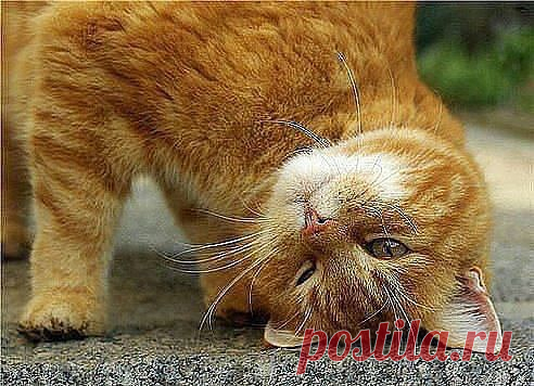 Меня уважает и любит семья ! По жизни шагаю я гордо !!! Смотрите , завидуйте ! Вот она я - наглючая, рыжая морда !!!