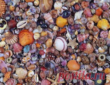 Украшения из морских ракушек | Женские страсти