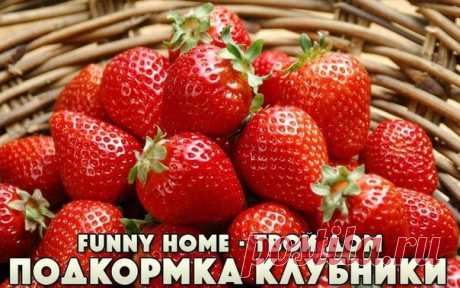 ПОДКОРМКА КЛУБНИКИ ВО ВРЕМЯ ЦВЕТЕНИЯ