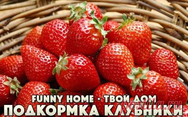 ПОДКОРМКА КЛУБНИКИ ВО ВРЕМЯ ЦВЕТЕНИЯ