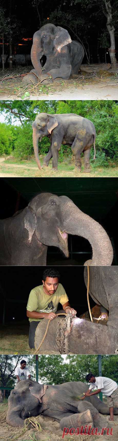 Как плакал слон Раджу, спасённый после 50 лет издевательств | НАШ ГОРОДОК