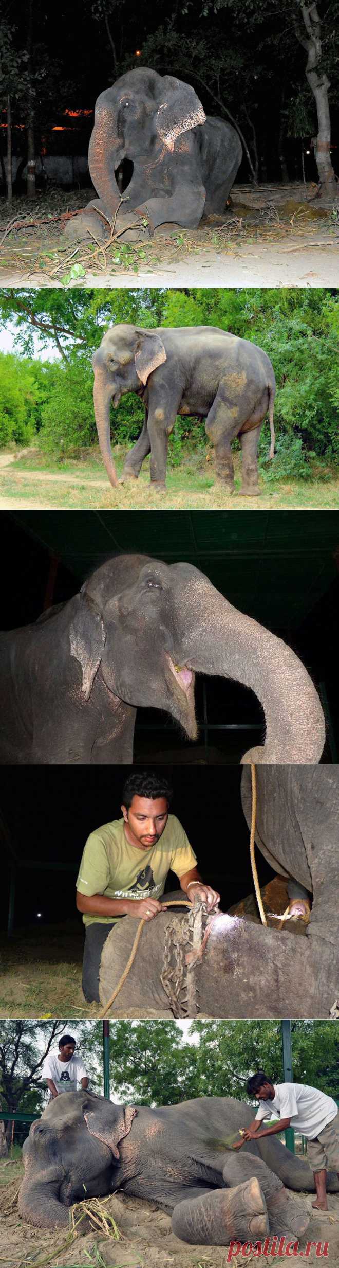 Как плакал слон Раджу, спасённый после 50 лет издевательств | НАШ ГОРОДОК