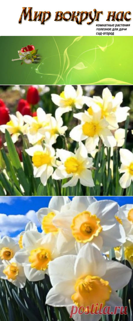 Цветы в доме зимой Посадка нарциссов |